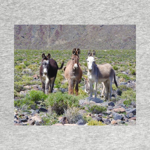 Wild burros, donkeys, wildlife, Nevada, Treasures of Marietta by sandyo2ly